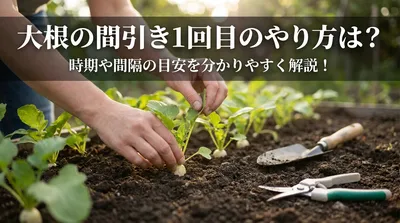 大根の間引き1回目のやり方は？時期や間隔の目安を分かりやすく解説