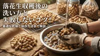 落花生収穫後の洗い方と失敗しないコツ！最適な乾燥と保存方法まで解説