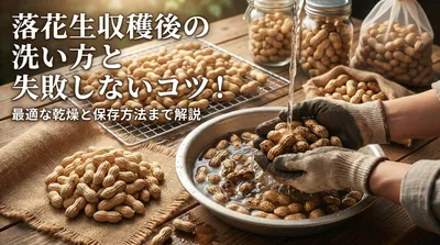 落花生収穫後の洗い方と失敗しないコツ！最適な乾燥と保存方法まで解説