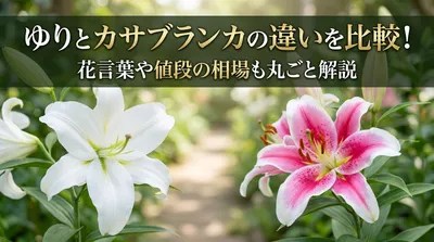ゆりとカサブランカの違いを比較！花言葉や値段の相場も丸ごと解説