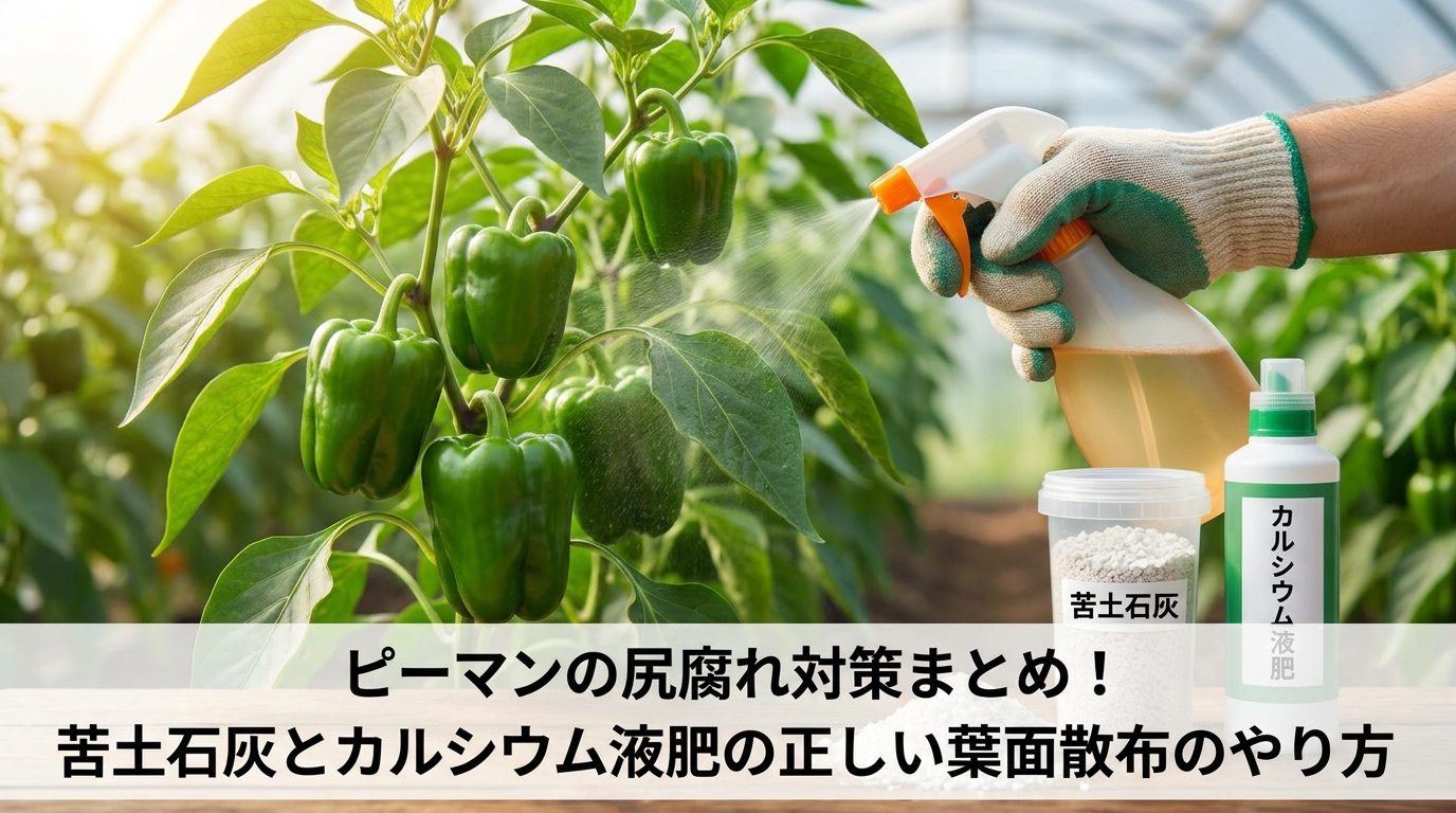 ピーマンの尻腐れ対策まとめ!苦土石灰とカルシウム液肥の正しい葉面散布のやり方