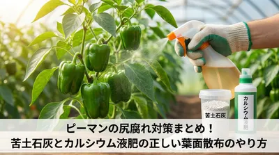 ピーマンの尻腐れ対策まとめ！苦土石灰とカルシウム液肥の正しい葉面散布のやり方