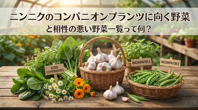 ニンニクのコンパニオンプランツに向く野菜と相性の悪い野菜一覧