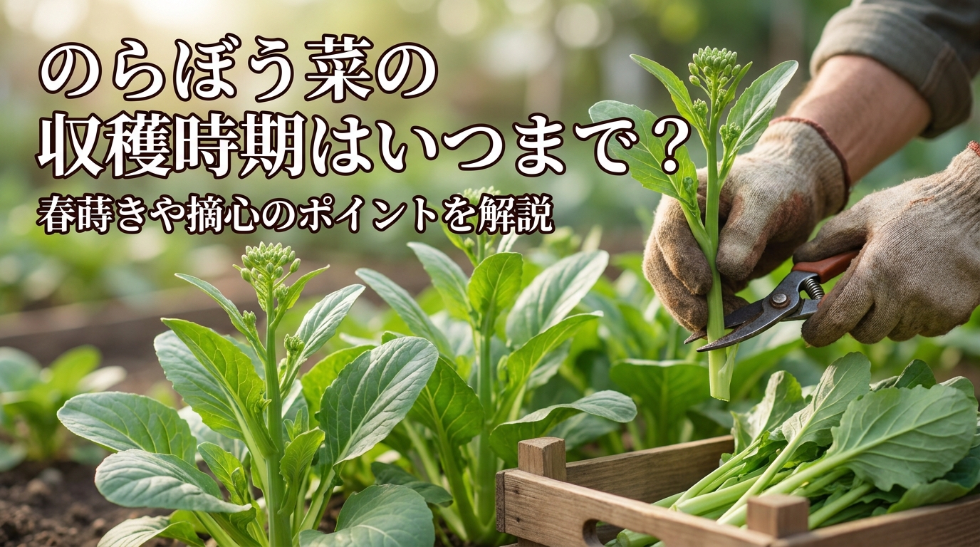 のらぼう菜の収穫時期はいつまで？春蒔きや摘心のポイントを解説