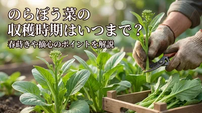 のらぼう菜の収穫時期はいつまで？春蒔きや摘心のポイントを解説
