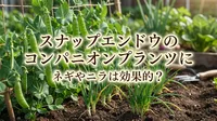 スナップエンドウのコンパニオンプランツにネギやニラは効果的？