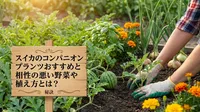 スイカのコンパニオンプランツおすすめと相性の悪い野菜や植え方とは？