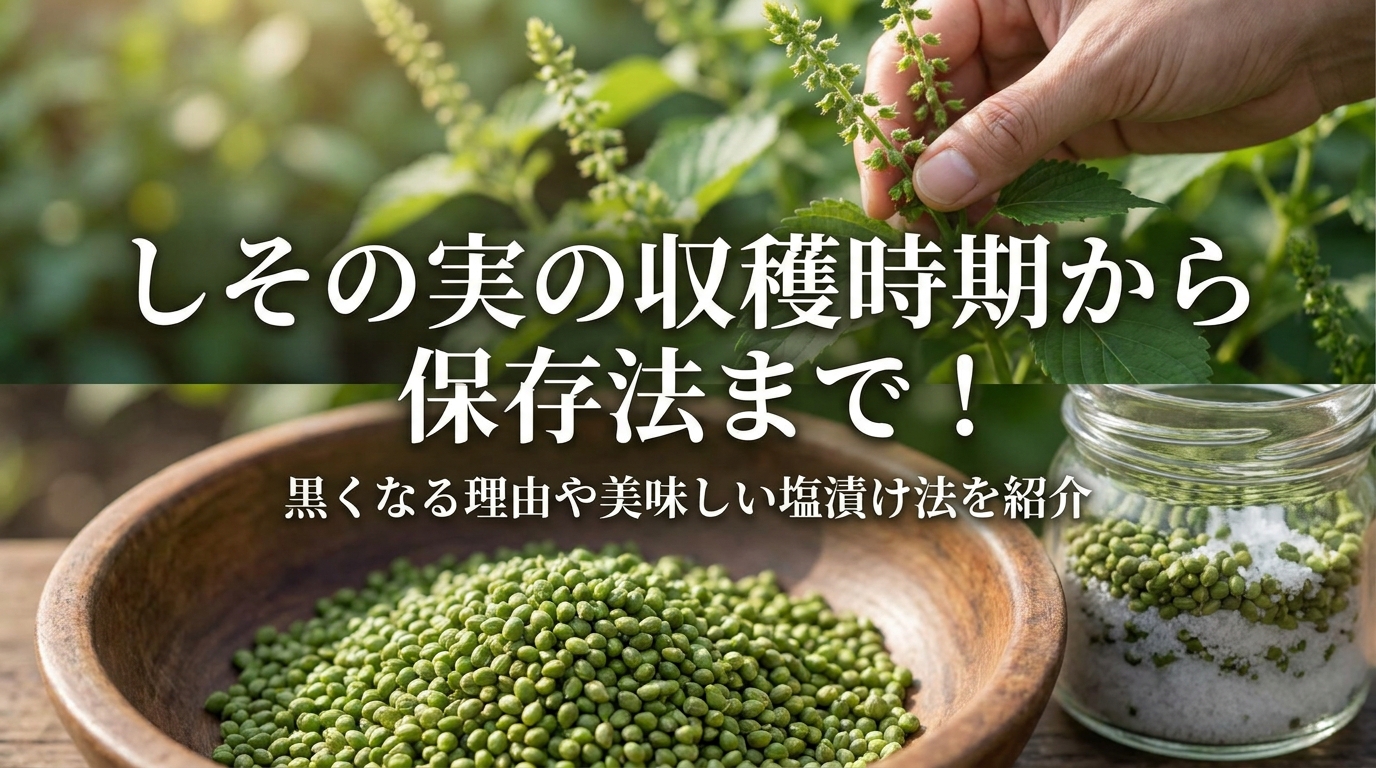 しその実の収穫時期から保存法まで！黒くなる理由や美味しい塩漬け法を紹介