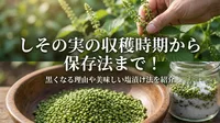 しその実の収穫時期から保存法まで！黒くなる理由や美味しい塩漬け法を紹介