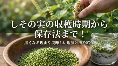 しその実の収穫時期から保存法まで！黒くなる理由や美味しい塩漬け法を紹介