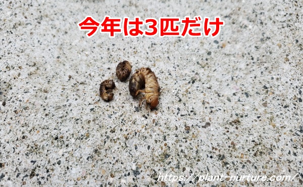 コガネムシの幼虫が3匹