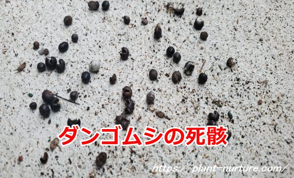 ダンゴムシの死骸