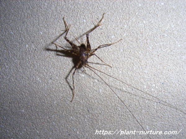 壁にしがみつくカマドウマ