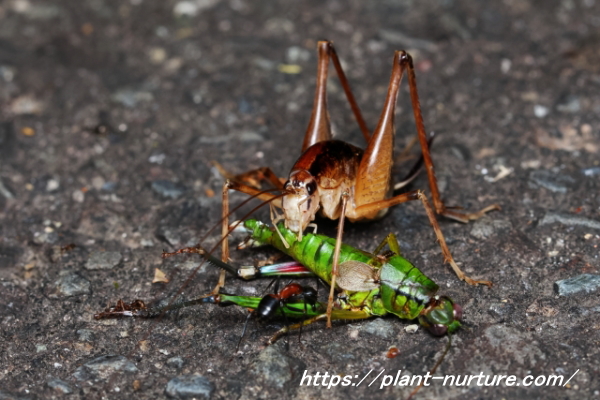 カマドウマがバッタを捕食しているところ