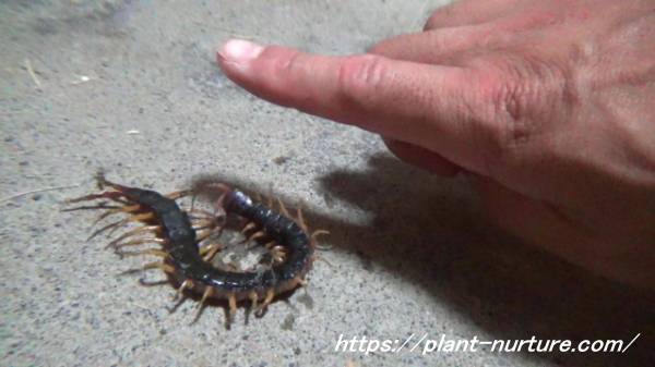 ムカデに触る人