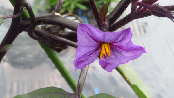 ナスの花が落ちる原因は虫