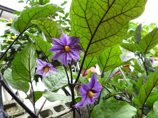 ナスの花が咲いて実がならないのは生育不足