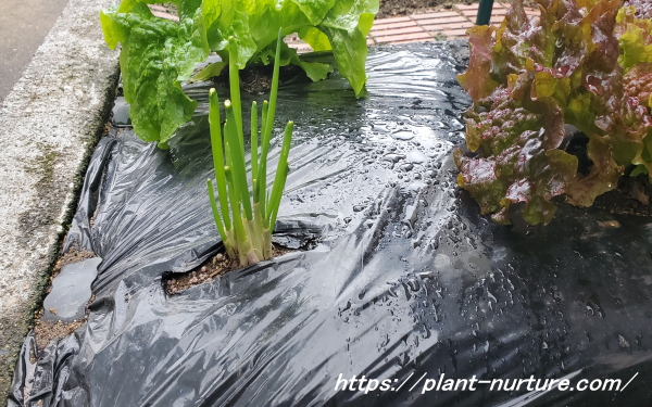 畑にネギを植えて何度も再生させる