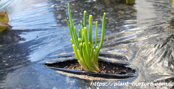 ネギを水につけて土に植えると活着が良くなる