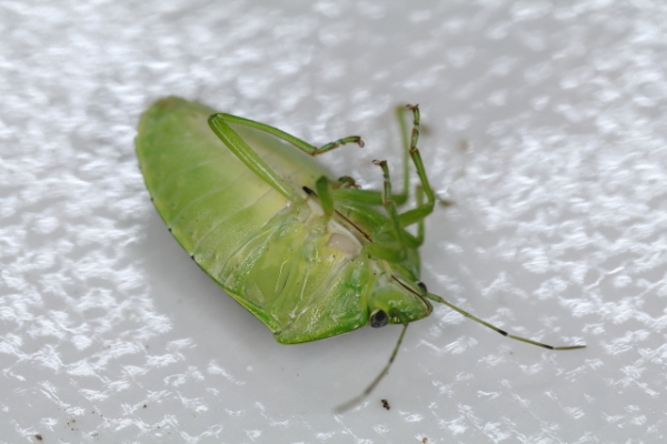 カメムシの寿命はどれくらいなの？