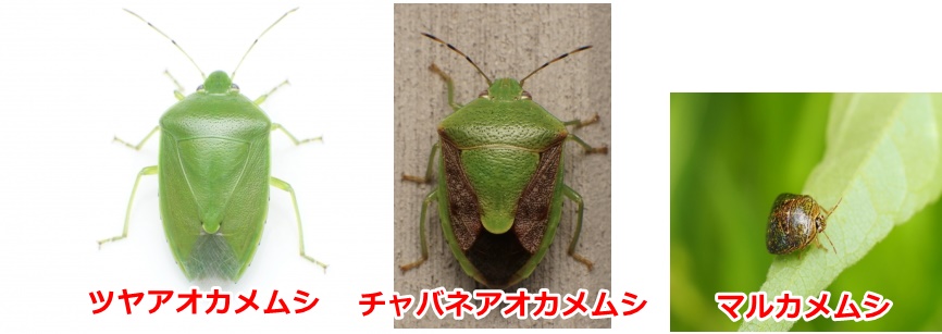 家庭菜園でよく目にするカメムシたち