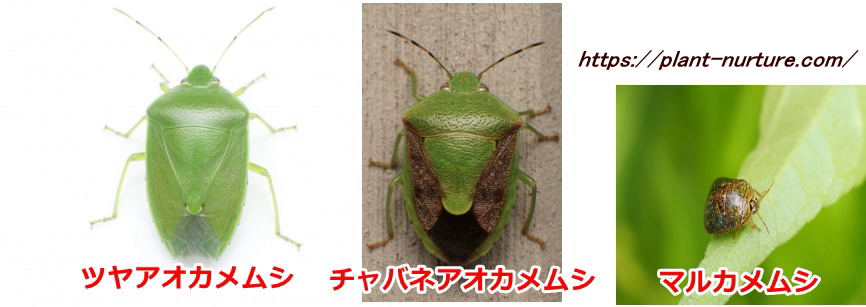 家庭菜園でよく目にするカメムシたち