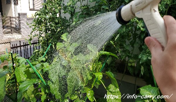 ナスの葉に水をかける