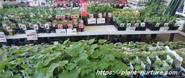 夏野菜が販売されている様子