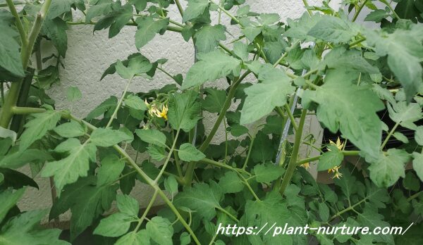 トマトの葉っぱが茂りすぎてジャングル状態