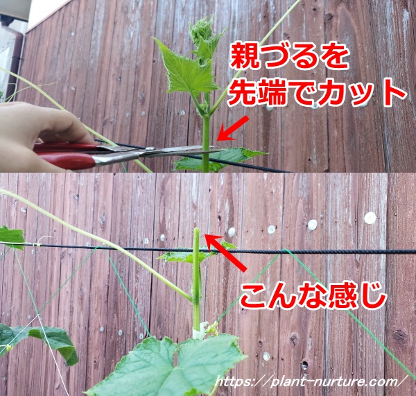 きゅうりの親づるをカットする
