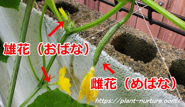 きゅうりの雌花と雄花