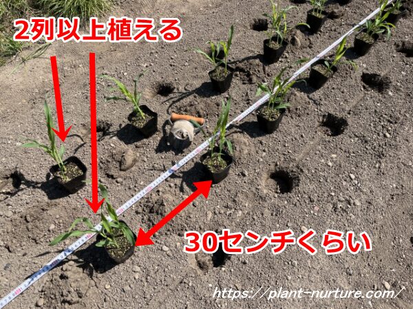 とうもろこしの苗を植える