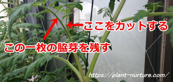 トマトの脇芽かき