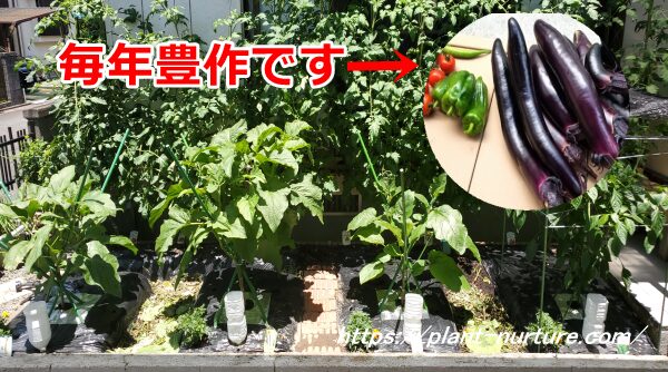 家庭菜園でとれた野菜たち