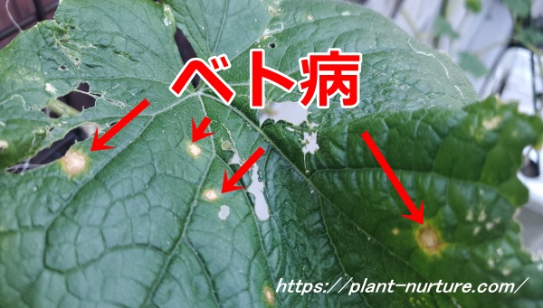 きゅうりの葉っぱがべと病にかかる