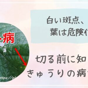 べと病とうどんこ病