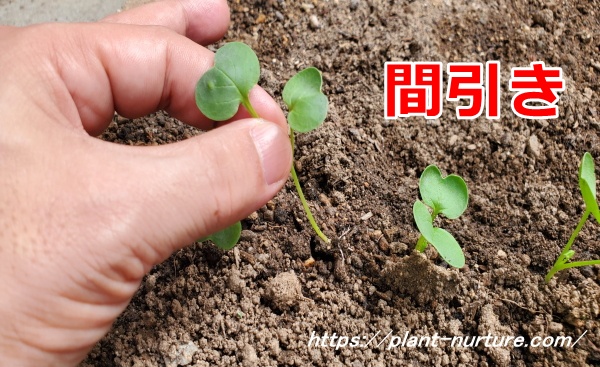 大根の間引きをする様子