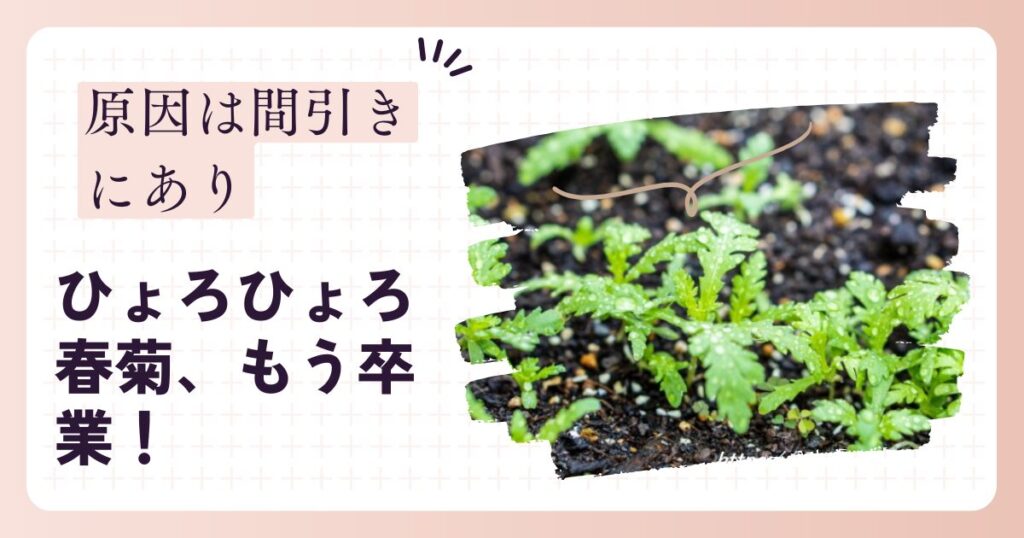 春菊を間引きしないとどうなる？移植のタイミングで大きくならない原因とプランターで楽しむ育て方とは？
