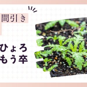 春菊栽培のコツ