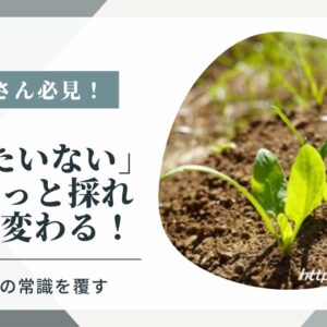 ほうれん草の間引き