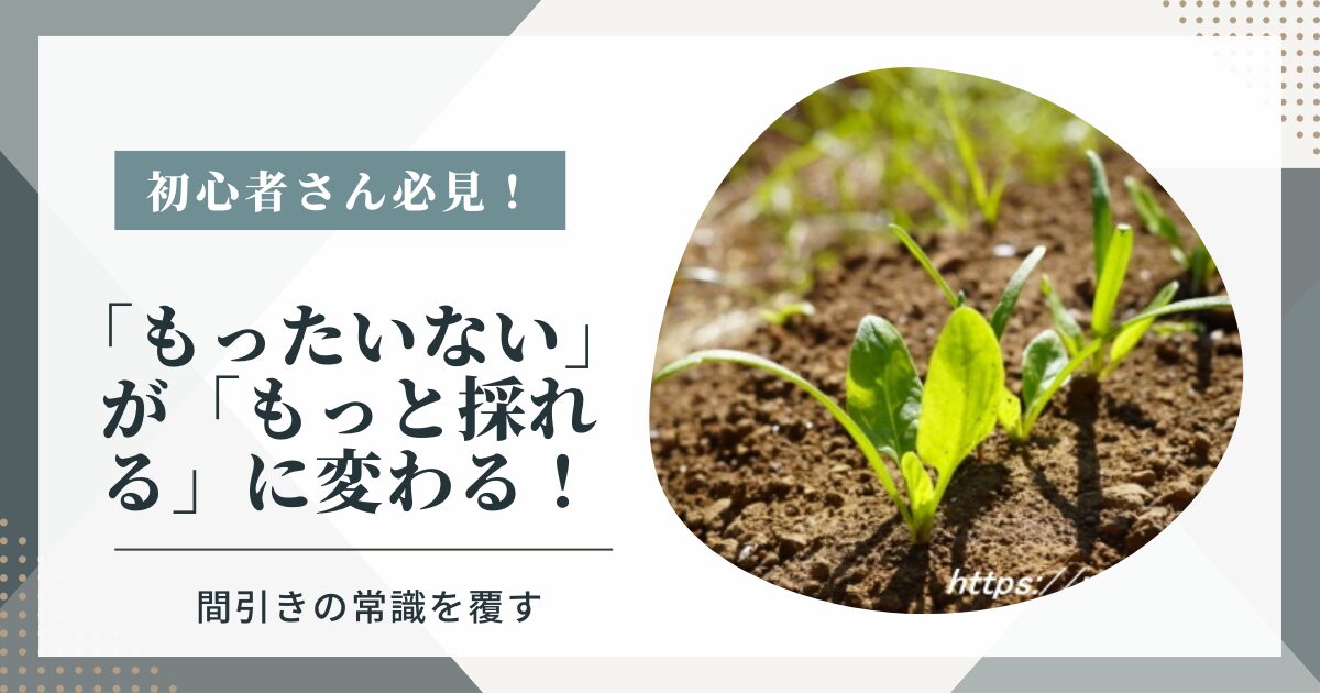 ほうれん草の間引き